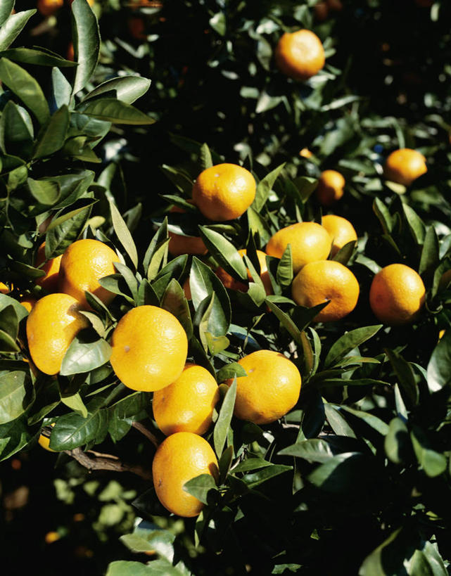 无人,竖图,室外,特写,白天,正面,美景,植物,柑橘,水果,许多,吊挂,悬挂,阴影,朦胧,模糊,新鲜,光线,影子,景观,生食,食品,果实,果树,很多,挂,树,树木,食物,黄色,绿色,阳光,自然,景色,有机食品,绿色食品,生长,成长,自然风光,柑桔,橘子,桔子,彩图,大红蜜橘,大红袍,红橘,黄橘,宽皮橘,桔子树