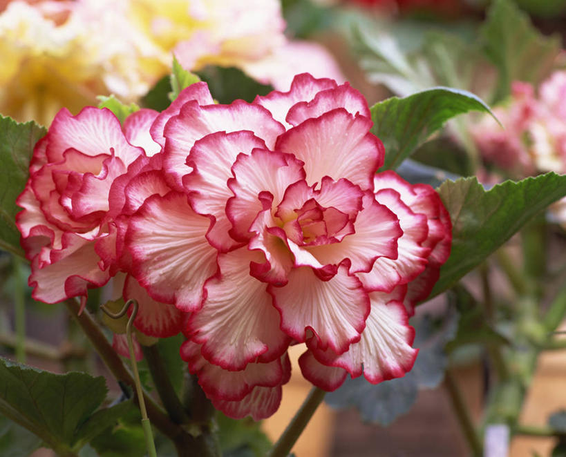 无人,横图,室外,特写,白天,正面,美景,植物,海棠花,叶子,阴影,朦胧,模糊,盛开,光线,纹理,影子,景观,海棠,绿叶,花蕾,花,花瓣,花朵,鲜花,两朵,粉色,黄色,绿色,阳光,自然,花苞,花蕊,嫩叶,景色,自信,呵护,秋海棠,自然风光,肌理,八月春,解语花,相思草,岩丸子,叶,叶片,叶脉,彩图