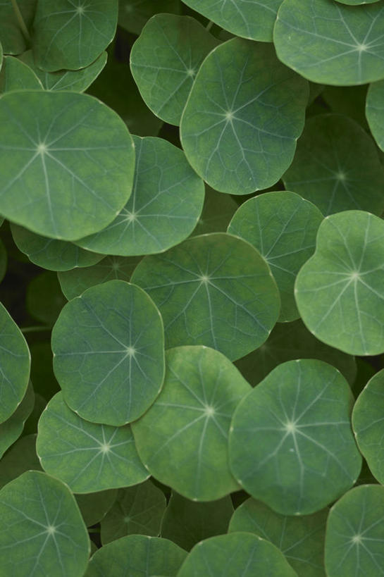 无人,竖图,俯视,室外,特写,白天,美景,叶子,许多,阴影,光线,影子,景观,荷叶,很多,绿色,阳光,自然,景色,自然风光,莲叶,叶,叶片,彩图,高角度拍摄