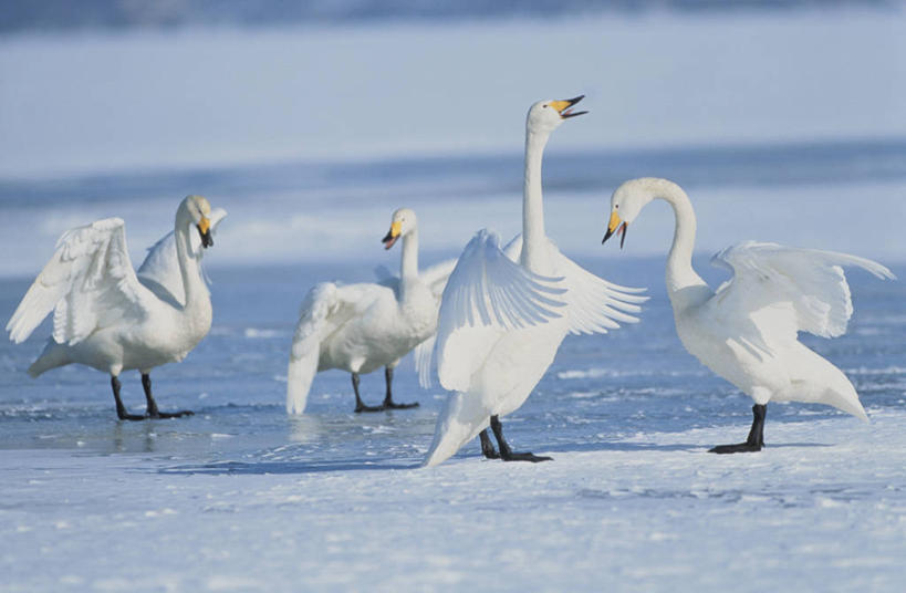 无人,公园,横图,室外,白天,正面,旅游,度假,美景,雪,大雪,北海道,日本,亚洲,四只,伸展,张开,展翅,阴影,朦胧,模糊,光线,翅膀,昆虫,影子,积雪,景观,雪景,冬季,冬天,停留,娱乐,阳光,自然,动物,享受,休闲,景色,放松,寒冷,停止,国家公园,自然风光,益虫,东亚,张开翅膀,日本国,北海道地方,北海道岛,严寒,川上郡,钏路支厅,弟子屈町,屈斜路湖,阿寒国家公园,天蛾,蜂鸟蛾,逗留,停顿,展开翅膀,彩图,全身,振兴局,钏路综合振兴局,阿寒国立公园,道东