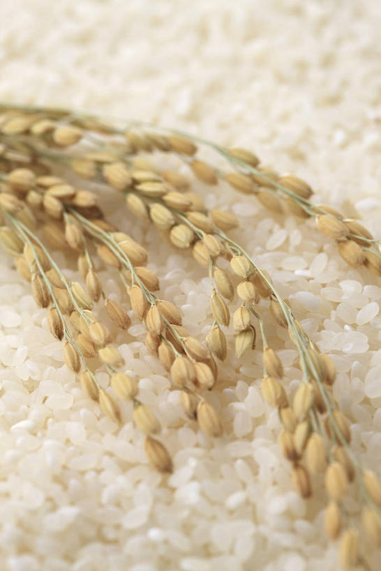 米饭,无人,竖图,俯视,室内,特写,白天,一堆,阴影,堆叠,堆积,反射,影子,谷类,谷物,饭,米,大米,堆,五谷,彩图,高角度拍摄