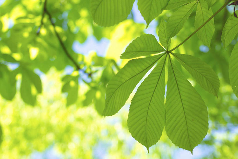 无人,横图,室外,特写,白天,仰视,美景,树林,植物,阴影,朦胧,模糊,光线,影子,景观,树,树木,绿色,阳光,自然,景色,生长,成长,自然风光,七叶树,娑罗树,彩图,低角度拍摄