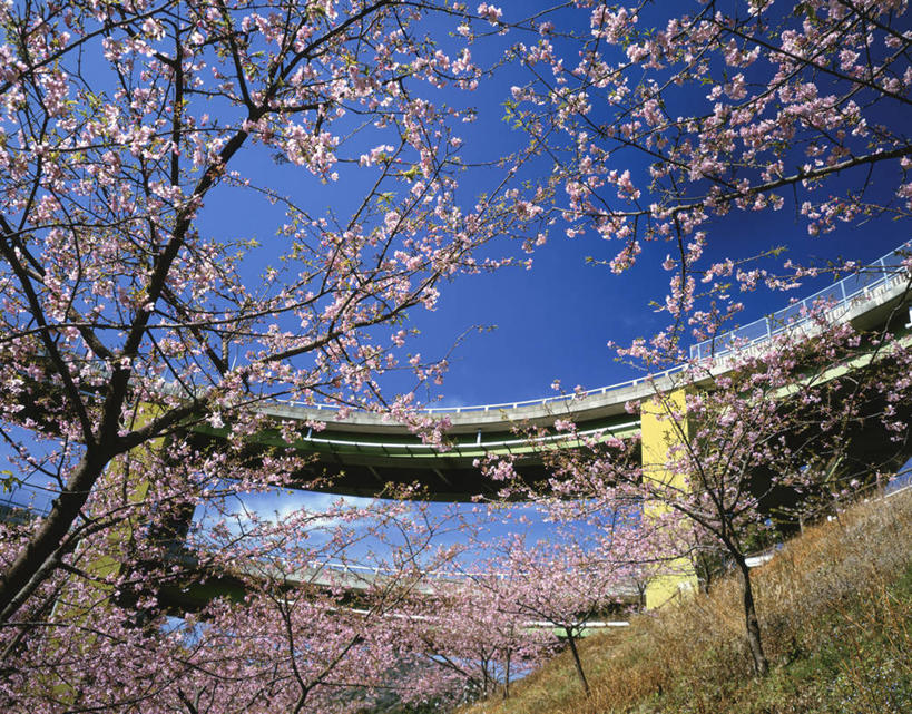 无人,横图,室外,白天,广角镜头,鱼眼镜头,仰视,旅游,度假,幸福,纯洁,草地,草坪,美景,植物,大桥,桥梁,樱花,静冈县,日本,亚洲,许多,阴影,盛开,光线,影子,景观,云,云朵,高架,桥,很多,花蕾,云彩,娱乐,草,花,花瓣,花朵,鲜花,树,树木,粉色,蓝色,绿色,白云,蓝天,天空,阳光,自然,天,花苞,花蕊,享受,休闲,景色,放松,生长,晴朗,成长,等待,生命,自然风光,高架桥,东亚,高架道路,跨线桥,本州,本州岛,日本国,中部地方,静冈,仙樱花,福岛樱,青肤樱,高尚,热烈,伊豆半岛,晴空,荆桃,彩图,低角度拍摄,伊豆市