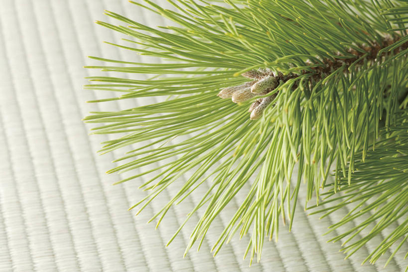 无人,横图,俯视,室内,特写,白天,松树,阴影,反射,影子,枝条,塌塌米,榻榻米,树枝,坚定,长寿,贞洁,虬枝,枝杈,叠席,彩图,高角度拍摄