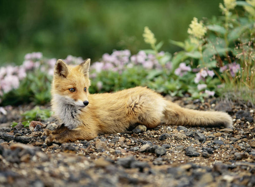 无人,花匠,横图,室外,白天,侧面,美景,狐狸,野生动物,北海道,日本,亚洲,阴影,朦胧,模糊,光线,影子,景观,扭头,注视,一只,粉色,阳光,自然,动物,观察,看,趴着,转头,景色,观看,察看,关注,自然风光,狡猾,东亚,日本国,北海道地方,北海道岛,狡诈,园丁,趴,彩图,全身,十胜综合振兴局,振兴局,道东