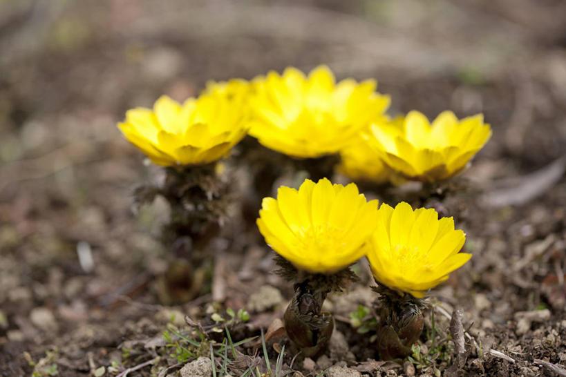 无人,横图,俯视,室外,特写,白天,幸福,美景,五朵,阴影,朦胧,模糊,盛开,光线,影子,景观,泥土,土壤,花蕾,花,花瓣,花朵,鲜花,黄色,阳光,自然,花苞,花蕊,景色,吉祥,自然风光,如意,福寿草,冰里花,冰凉花,冰了花,冰凌花,冰溜花,侧金盏花,金盅花,彩图,高角度拍摄