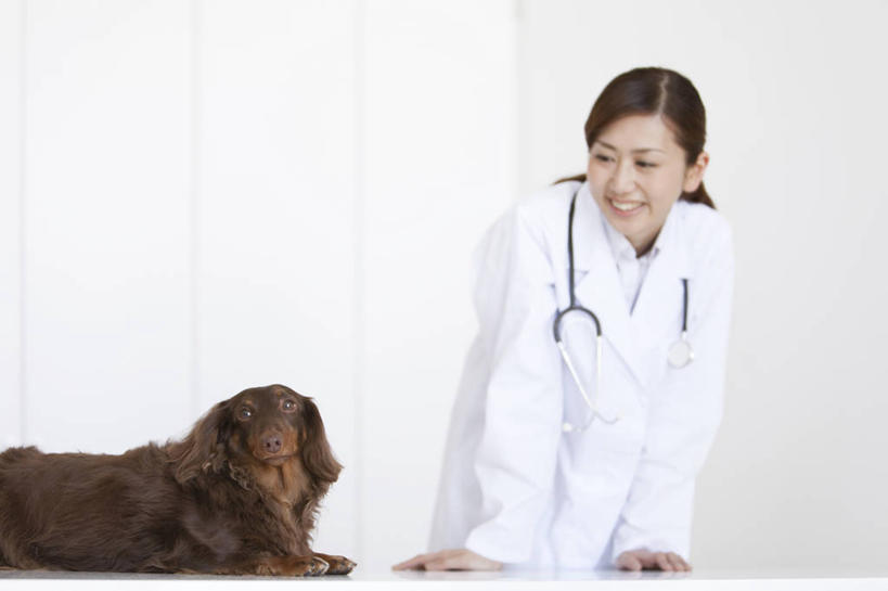 东方人,一个人,兽医,医院,站,笑,微笑,露齿笑,横图,室内,白天,正面,工作服,制服,宠物,狗,亚洲,仅一个年轻女性,仅一个女性,仅一个人,撑,阴影,反射,影子,墙,棕色,猎犬,扭头,注视,黄种人,墙壁,墙面,一只,白色,动物,听诊器,观察,看,趴着,站着,转头,可爱,观看,察看,医疗设备,撑着,关注,医疗器械,宠物医院,医疗工具,德国猎犬,忠诚,医疗机构,工作制服,检测工具,年轻女性,女人,女性,亚洲人,兽医师,犬,趴,站立,半身,彩图,工作套服,病院,诊所,宠物院,动物医院