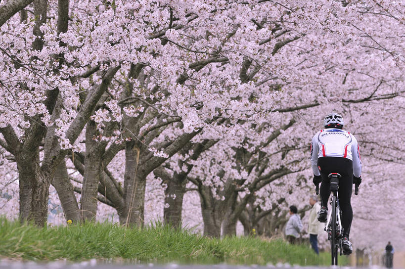 东方人,一个人,坐,横图,室外,白天,运动服,幸福,纯洁,草地,草坪,植物,自行车,樱花,帽子,亚洲,仅一个男性,仅一个人,一辆,许多,握,阴影,服装,盛开,光线,头盔,影子,很多,花蕾,黄种人,草,花,花瓣,花朵,鲜花,树,树木,仅一个年轻男性,骑,背面,衣服,粉色,绿色,阳光,自然,安全帽,花苞,花蕊,骑车,握着,服饰,生长,成长,等待,生命,衣着,穿着,仙樱花,福岛樱,青肤樱,高尚,热烈,衣饰,男人,男性,年轻男性,亚洲人,荆桃,坐着,彩图,全身,骑行头盔,运动装