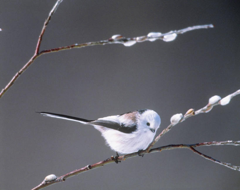 无人,横图,室外,特写,白天,侧面,旅游,度假,美景,鸟,北海道,日本,亚洲,阴影,朦胧,模糊,光线,长尾山雀,鸟类,山雀,影子,景观,枝条,停留,娱乐,树枝,一只,阳光,自然,享受,休闲,景色,放松,停止,自然风光,东亚,日本国,北海道地方,北海道岛,逗留,停顿,虬枝,枝杈,彩图,全身