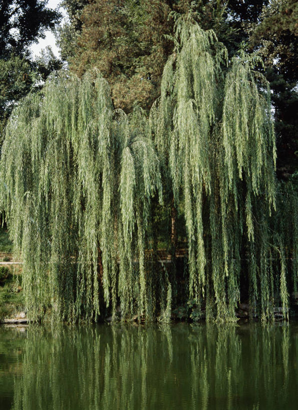 无人,颐和园,宫殿,竖图,室外,白天,正面,旅游,度假,河流,美景,水,柳树,北京,中国,亚洲,阴影,光线,影子,河水,景观,水流,首都,娱乐,垂柳,阳光,自然,享受,休闲,景色,放松,权利,自然风光,东亚,海淀区,中华人民共和国,北京市,京,北平,华北地区,皇家园林,倒挂柳,清漪园,垂枝柳,彩图