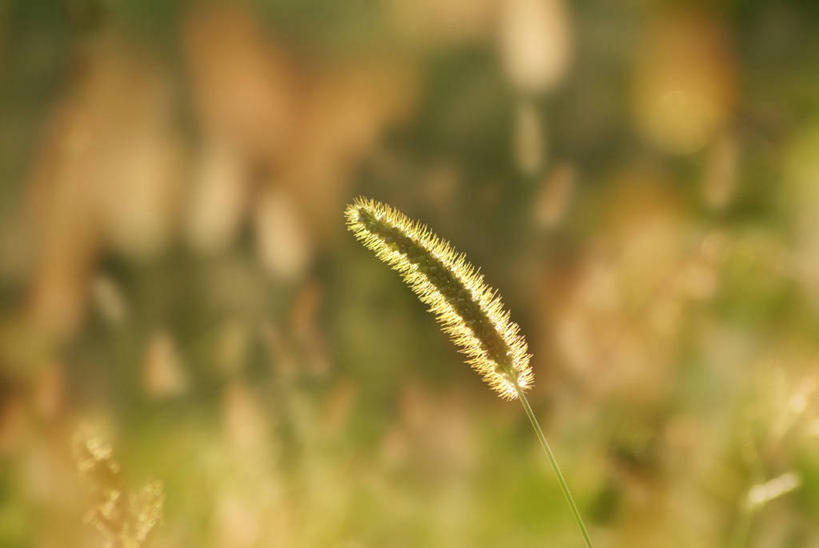 无人,横图,室外,特写,白天,正面,草地,草坪,美景,植物,阴影,朦胧,模糊,光线,影子,景观,狗尾巴草,草,绿色,阳光,自然,狗尾草,景色,自然风光,绿狗尾草,谷莠子,彩图,毛毛草,宿田翁