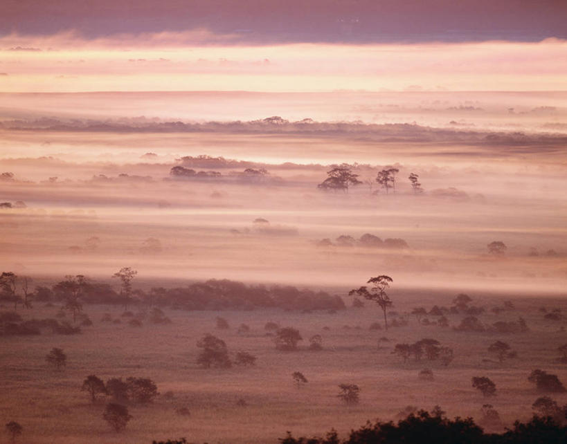 无人,横图,室外,白天,正面,旅游,度假,日出,美景,太阳,植物,雾,北海道,日本,亚洲,朦胧,模糊,景观,朝霞,晨曦,黎明,娱乐,树,树木,绿色,阳光,自然,享受,休闲,景色,放松,生长,成长,迷雾,自然风光,东亚,日本国,北海道地方,北海道岛,钏路湿原,朝阳,大雾,彩图,卯时,破晓,日始,振兴局,钏路郡,钏路町,钏路综合振兴局,道东