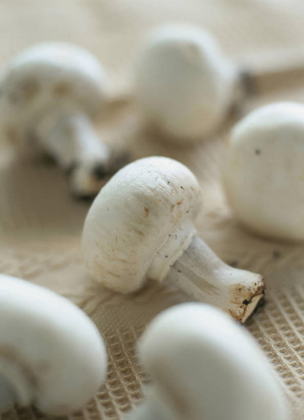 无人,竖图,俯视,室内,特写,白天,许多,阴影,朦胧,模糊,反射,影子,菌菇,蘑菇,很多,菌类,排列,白色,食用菌,真菌,白蘑菇,洋蘑菇,草腐菌,二孢蘑菇,双孢蘑菇,摆列,彩图,高角度拍摄,布列,分列