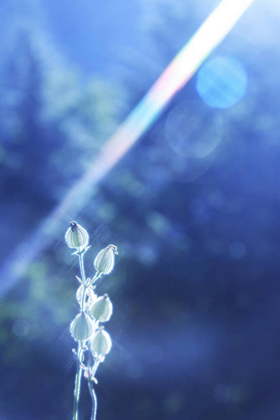 无人,竖图,室外,特写,白天,正面,美景,植物,阴影,朦胧,模糊,盛开,光线,影子,景观,云,云朵,草药,药草,花蕾,云彩,中药,花,花瓣,花朵,鲜花,蓝色,白色,白云,蓝天,天空,阳光,自然,天,花苞,花蕊,一束,景色,晴朗,自然风光,药材,中草药,中药材,本草,脱力草,蝇子草,晴空,彩图,镜头光晕,透镜闪耀,眩光,白花蝇子草,异株女娄菜