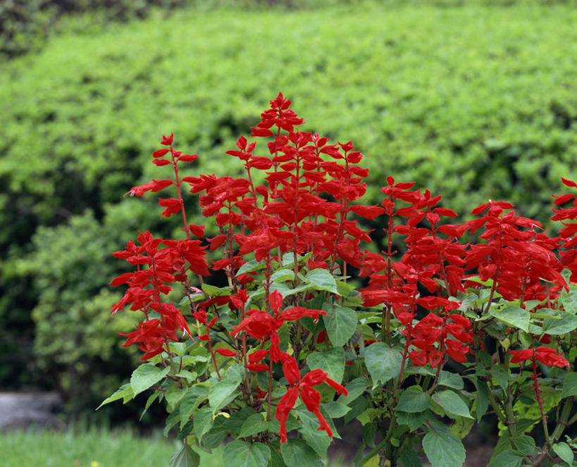 无人,横图,室外,特写,白天,正面,草地,草坪,美景,植物,许多,阴影,朦胧,模糊,盛开,光线,影子,景观,很多,花蕾,草,花,花瓣,花朵,鲜花,红色,绿色,阳光,自然,花苞,花蕊,景色,恋爱,一串红,自然风光,爆仗红,炮仗红,彩图,炮仔花,墙下红