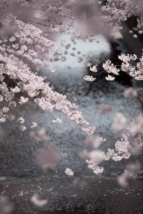 无人,竖图,室外,白天,正面,旅游,度假,幸福,纯洁,河流,美景,水,樱花,东京,日本,亚洲,许多,阴影,朦胧,模糊,盛开,光线,影子,河水,景观,水流,很多,花蕾,娱乐,花,花瓣,花朵,鲜花,粉色,阳光,自然,花苞,花蕊,享受,休闲,景色,放松,等待,生命,自然风光,东亚,本州,关东地方,本州岛,日本国,东京都,仙樱花,福岛樱,青肤樱,高尚,热烈,荆桃,彩图,目黑区