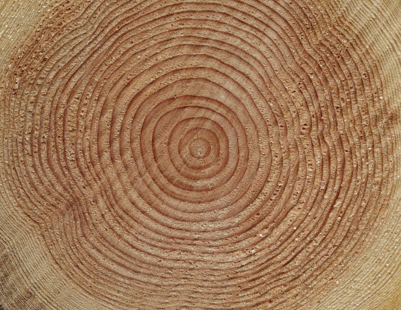 无人,横图,俯视,室内,特写,白天,阴影,反射,影子,圆环,圆圈,树桩,年轮,树,树干,木桩,年龄,环状,周期,年数,彩图,高角度拍摄