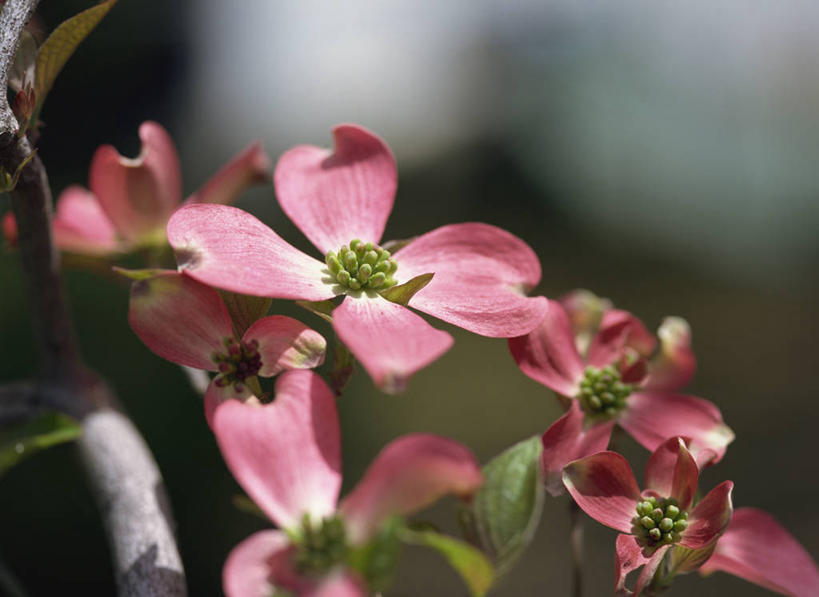 无人,横图,室外,特写,白天,正面,美景,许多,阴影,朦胧,模糊,盛开,光线,影子,景观,很多,花蕾,花,花瓣,花朵,鲜花,粉色,阳光,自然,花苞,花蕊,景色,自然风光,山茱萸,山萸肉,山芋肉,蜀酸枣,天木籽,药枣,萸肉,枣皮,彩图