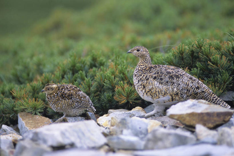 无人,横图,室外,白天,侧面,旅游,度假,草地,草坪,石头,美景,植物,鸟,日本,亚洲,阴影,光线,鸟类,石子,影子,景观,停留,娱乐,草,绿色,阳光,自然,两只,享受,休闲,景色,放松,停止,自然风光,东亚,雷鸟,柳雷鸟,日本国,雪鸡,岩雷鸟,逗留,停顿,石块,岩石,松鸡,彩图,全身
