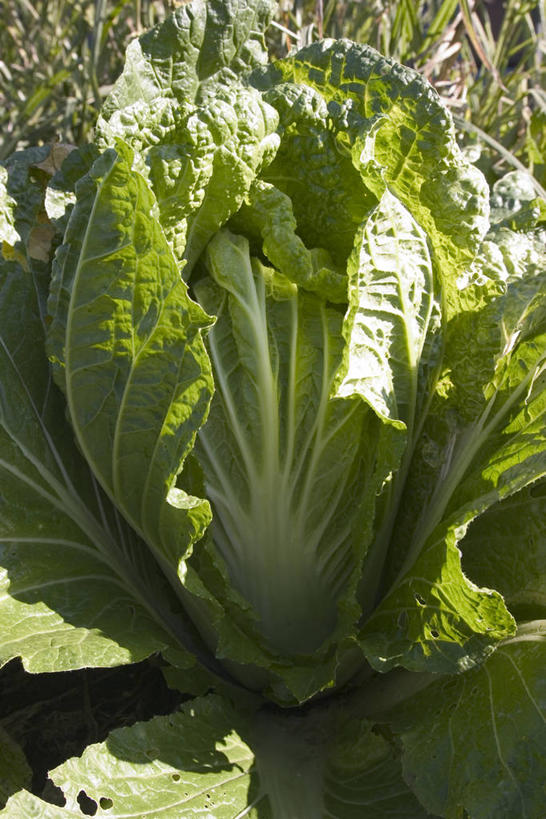 无人,农田,竖图,室外,特写,白天,正面,庄稼,农作物,美景,蔬菜,叶子,阴影,朦胧,模糊,新鲜,光线,影子,景观,大白菜,食品,绿叶,白菜,食物,阳光,自然,嫩叶,景色,有机食品,绿色食品,自然风光,结球白菜,胶菜,叶,叶片,彩图,耕地,庄稼田,黄芽白
