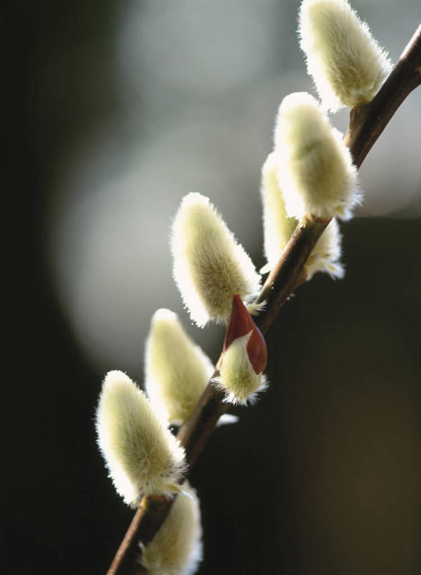 无人,竖图,室外,特写,白天,正面,自由,美景,阴影,朦胧,模糊,光线,影子,景观,猫柳,枝条,树枝,阳光,自然,景色,生命,自然风光,银芽柳,棉花柳,银柳,虬枝,枝杈,彩图