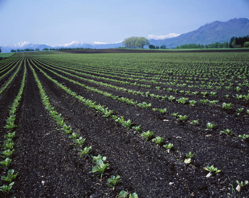 无人,农田,横图,室外,白天,正面,旅游,度假,庄稼,农作物,美景,蔬菜,北海道,日本,亚洲,阴影,新鲜,光线,影子,景观,泥土,土壤,食品,娱乐,食物,蓝色,蓝天,天空,阳光,自然,天,享受,休闲,景色,放松,有机食品,绿色食品,晴朗,自然风光,东亚,万里无云,日本国,北海道地方,北海道岛,晴空,晴空万里,彩图,耕地,庄稼田,带广,带广市