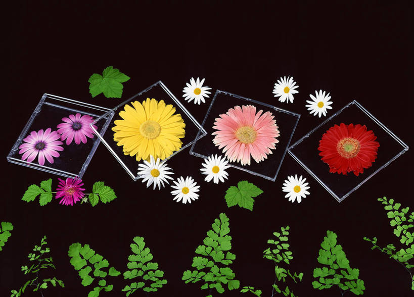 无人,横图,俯视,室内,特写,白天,快乐,幸福,叶子,许多,阴影,黑色背景,艺术,盛开,反射,标本,影子,手工艺品,绿叶,玛格丽特,很多,花蕾,文化,雏菊,花,花瓣,花朵,鲜花,排列,粉色,黄色,红色,绿色,工艺品,花苞,花蕊,品味,嫩叶,菊花,活力,创意,摄影,影棚,希望,高雅,坚强,和平,创新,离别,压花,延命菊,幸福花,春菊,马兰头花,新意,暗恋,纯情,单恋,摆列,压花艺术,天真,叶,叶片,彩图,高角度拍摄,影棚拍摄,愉快,拍摄,布列,分列