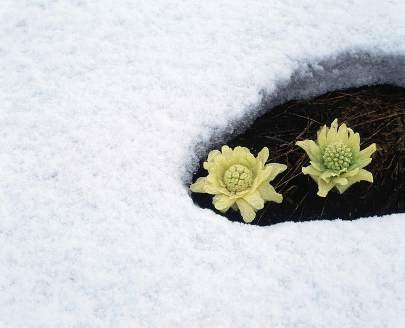 无人,横图,俯视,室外,白天,雪,大雪,北海道,日本,亚洲,阴影,盛开,光线,影子,积雪,雪景,冬季,冬天,花蕾,花,花瓣,花朵,鲜花,两朵,黄色,阳光,花苞,花蕊,寒冷,公正,东亚,日本国,北海道地方,北海道岛,美瑛町,严寒,美瑛,道北,款冬花,冬花,款冬,款冻,菟奚,彩图,高角度拍摄,上川郡,上川支厅