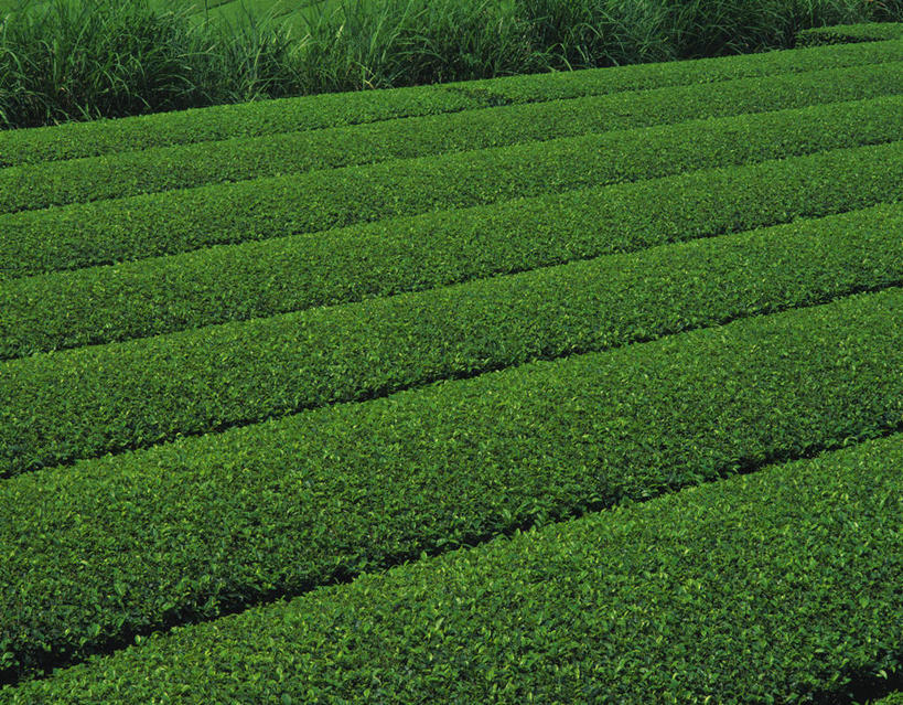 无人,横图,俯视,室外,白天,旅游,度假,草地,草坪,美景,植物,鹿儿岛,日本,亚洲,阴影,光线,影子,景观,娱乐,茶园,草,绿色,阳光,自然,享受,休闲,景色,放松,自然风光,茶场,东亚,日本国,九州本岛,九州,九州岛,九州地方,鹿儿岛县,彩图,高角度拍摄