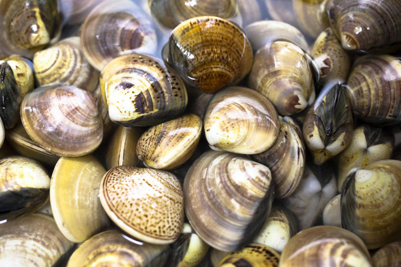 海鲜,无人,横图,俯视,室内,特写,白天,一堆,许多,阴影,堆叠,堆积,反射,影子,很多,蛤蜊,水产,海洋生物,蛤,堆,水生动物,海产品,水生物,海底动物,蛤仔,彩图,高角度拍摄