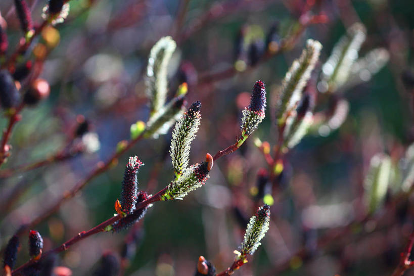 无人,横图,室外,特写,白天,正面,自由,美景,许多,阴影,朦胧,模糊,光线,影子,景观,猫柳,枝条,很多,树枝,阳光,自然,景色,生命,自然风光,银芽柳,棉花柳,银柳,虬枝,枝杈,彩图