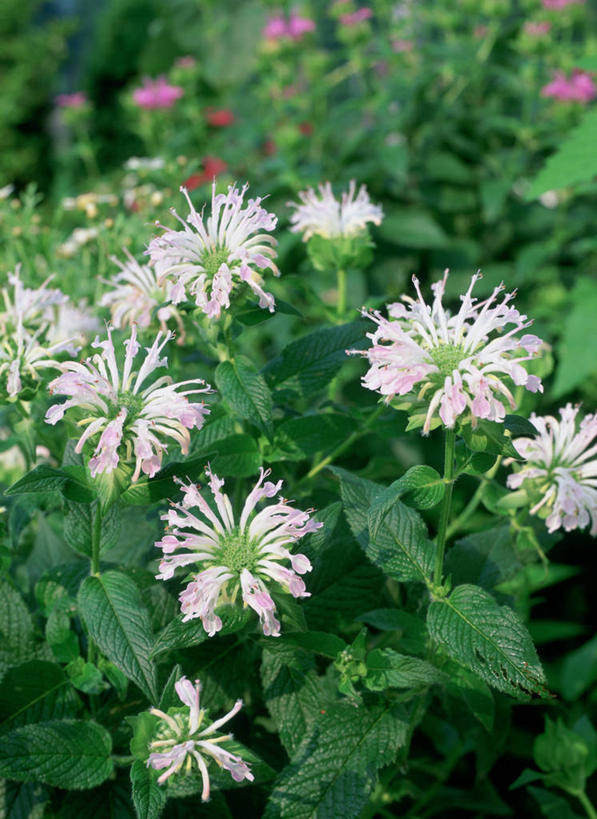 无人,竖图,俯视,室外,特写,白天,花海,花圃,美景,植物,叶子,许多,阴影,朦胧,模糊,盛开,光线,纹理,影子,景观,绿叶,很多,花蕾,佛手,花,花瓣,花朵,花卉,鲜花,粉色,绿色,阳光,自然,花丛,花束,花田,花苞,花蕊,嫩叶,景色,佛手柑,吉祥,自然风光,肌理,美观,幸运,叶,叶片,叶脉,彩图,高角度拍摄,九爪木,五指橘