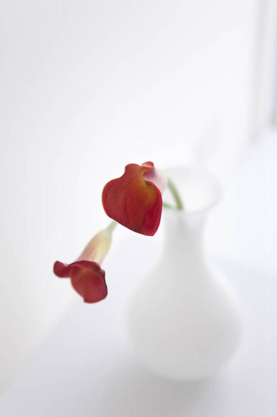 无人,竖图,俯视,室内,特写,白天,花瓶,阴影,灰色背景,盛开,反射,影子,花蕾,玻璃制品,花,花瓣,花朵,鲜花,两朵,一个,红色,白色,玻璃瓶,瓶子,花苞,花蕊,摄影,影棚,单个,强瞿,百合,倒仙,番韭,山丹,彩图,高角度拍摄,影棚拍摄,拍摄