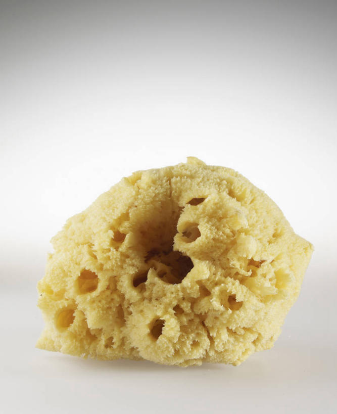 无人,竖图,俯视,室内,特写,白天,阴影,灰色背景,反射,海绵,影子,海洋生物,一个,黄色,摄影,影棚,单个,水生动物,水生物,海底动物,多孔动物,彩图,高角度拍摄,影棚拍摄,拍摄