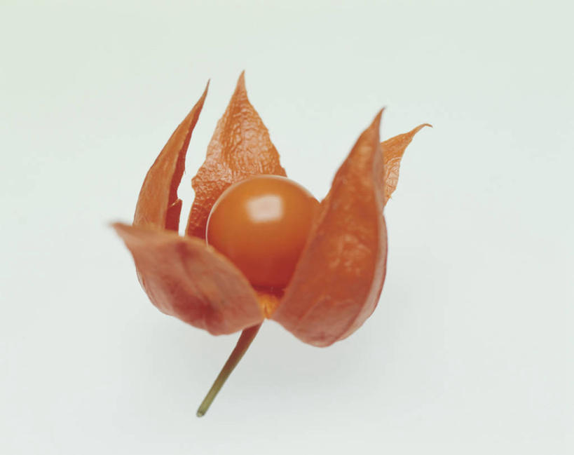 无人,横图,俯视,室内,特写,白天,水果,阴影,灰色背景,新鲜,盛开,反射,影子,生食,食品,果实,花蕾,花,花瓣,花朵,鲜花,食物,一朵,黄色,花苞,花蕊,摄影,有机食品,绿色食品,影棚,冬樱花,悸动,冬海棠,高盆樱,彩图,高角度拍摄,影棚拍摄,拍摄