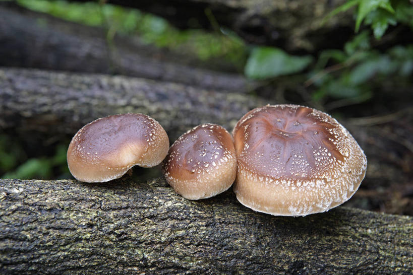 无人,横图,俯视,室外,特写,白天,美景,阴影,朦胧,模糊,光线,影子,景观,菌菇,香菇,褐色,树桩,菌类,树,树干,三个,阳光,自然,木桩,食用菌,景色,真菌,自然风光,椎茸,彩图,高角度拍摄,平庄菇,香菌,香蕈