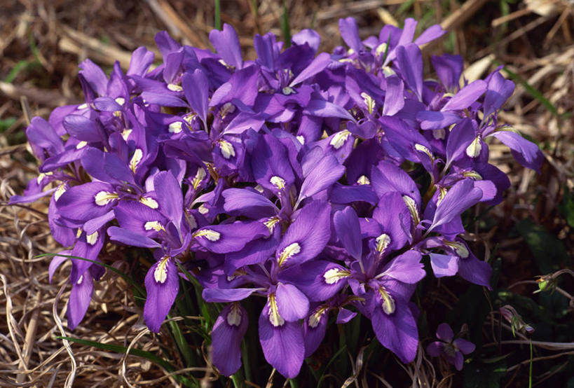 无人,横图,俯视,室外,特写,白天,爱情,友谊,美景,许多,阴影,盛开,光线,影子,景观,鸢尾花,很多,花蕾,花,花瓣,花朵,鲜花,紫色,阳光,自然,花苞,花蕊,景色,鸢尾,自然风光,紫蝴蝶,蓝蝴蝶,扁竹花,彩图,高角度拍摄,爱丽丝,爱丽丝花
