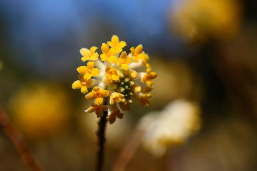 无人,横图,室外,特写,白天,正面,美景,阴影,朦胧,模糊,盛开,光线,影子,景观,花蕾,花,花瓣,花朵,鲜花,一朵,黄色,阳光,自然,花苞,花蕊,景色,自然风光,瑞香,千里香,彩图,毛瑞香,蓬莱紫,瑞香花,睡香,黄瑞香