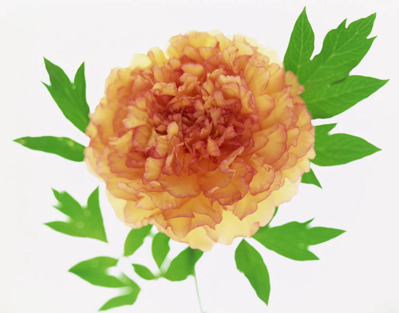 无人,横图,俯视,室内,特写,白天,白色背景,牡丹花,阴影,盛开,反射,影子,花蕾,花,花瓣,花朵,鲜花,一朵,花苞,花蕊,橙色,摄影,影棚,富贵,鼠姑,鹿韭,白茸,百雨金,浓情,圆满,富贵花,洛阳花,牡丹,木芍药,芍药,彩图,高角度拍摄,影棚拍摄,拍摄