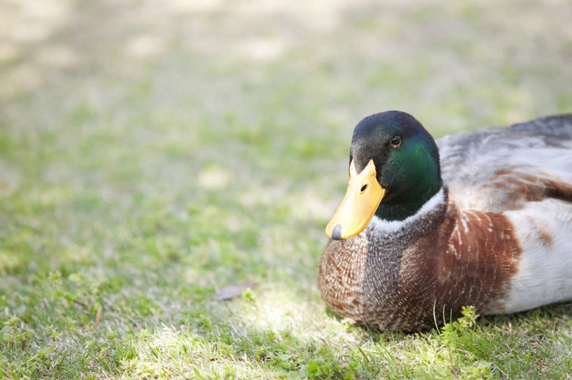 无人,坐,横图,室外,白天,正面,旅游,度假,草地,草坪,美景,植物,鸟,阴影,朦胧,模糊,光线,鸟类,鸭,鸭子,影子,景观,娱乐,家禽,草,一只,绿色,阳光,自然,动物,享受,休闲,景色,放松,牲畜,自然风光,绿头鸭,大红腿鸭,大绿头,大麻鸭,对鸭,官鸭,坐着,半身,彩图