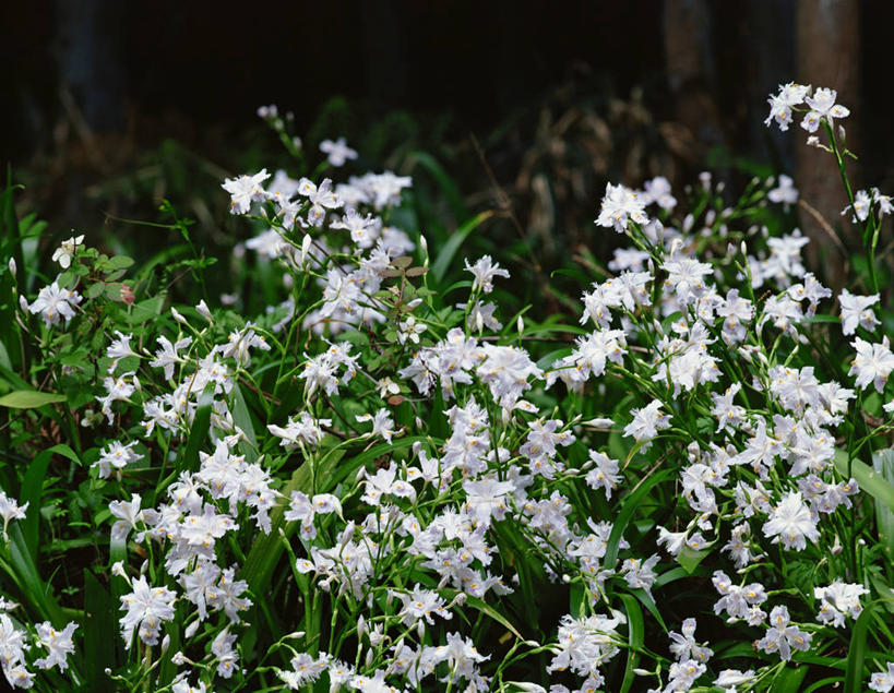 无人,横图,室外,白天,正面,旅游,度假,草地,草坪,花海,花圃,美景,植物,叶子,许多,阴影,盛开,光线,影子,景观,很多,花蕾,娱乐,草,花,花瓣,花朵,花卉,鲜花,粉色,绿色,阳光,自然,花丛,花束,花田,蝴蝶花,花苞,花蕊,绣球花,享受,休闲,景色,放松,自然风光,彩图,蝴蝶荚蒾,蝴蝶木,蝴蝶树,蝴蝶戏球花,蝴蝶戏珠花