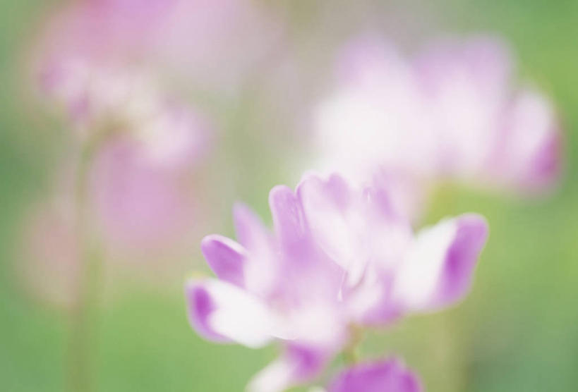 无人,横图,室外,特写,白天,正面,美景,三朵,阴影,朦胧,模糊,盛开,光线,影子,景观,花蕾,花,花瓣,花朵,鲜花,紫色,阳光,自然,花苞,花蕊,景色,自然风光,紫云英,红花草,翘摇,彩图