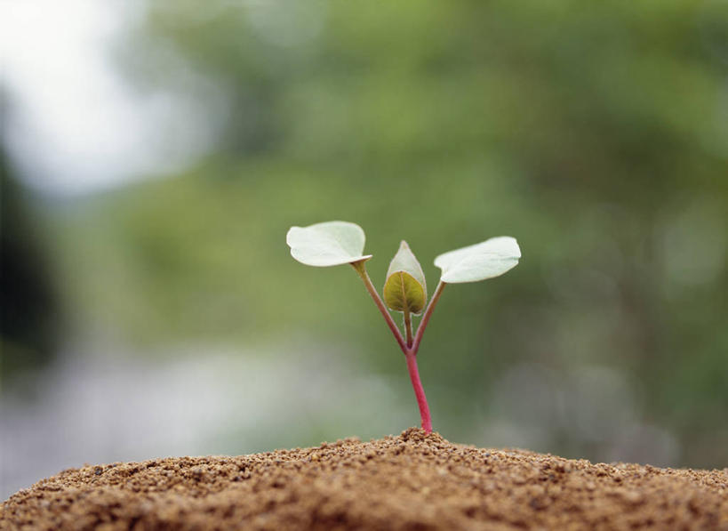 无人,横图,室外,特写,白天,正面,美景,阴影,朦胧,模糊,盛开,光线,影子,景观,泥土,土壤,花蕾,花,花瓣,花朵,鲜花,一朵,白色,阳光,自然,花苞,花蕊,景色,自然风光,草茉莉,地雷花,粉豆花,紫茉莉,彩图