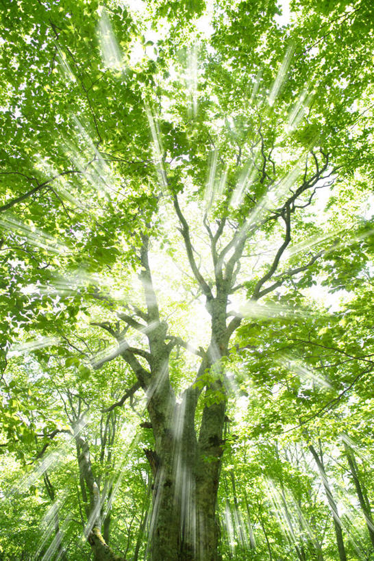 无人,竖图,室外,白天,仰视,旅游,度假,美景,树林,植物,日本,亚洲,阴影,光线,影子,景观,娱乐,树,树木,绿色,阳光,自然,享受,休闲,景色,放松,生长,成长,自然风光,东亚,本州,本州岛,日本国,青森,青森县,东北地方,彩图,低角度拍摄,八甲田山