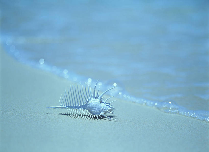 无人,横图,俯视,室外,特写,白天,旅游,度假,海浪,海洋,美景,沙滩,阴影,光线,沙子,影子,海岸,景观,浪花,海螺,沙地,娱乐,海洋生物,一个,阳光,自然,海水,享受,休闲,景色,放松,单个,软体动物,峨螺,自然风光,水生动物,水生物,海景,海底动物,骨螺,刺螺,维纳斯骨螺,栉棘骨螺,大海,风浪,海,海水的波动,海滩,近岸浪,涌浪,彩图,高角度拍摄