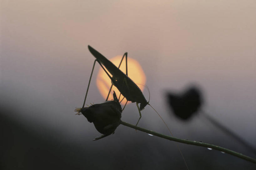无人,横图,室外,特写,白天,侧面,美景,日落,一艘,朦胧,模糊,盛开,昆虫,景观,晚霞,乌云,霞光,云,阴天,云朵,落日,背光,花蕾,云彩,停留,花,花瓣,花朵,鲜花,一只,天空,自然,黄昏,动物,天,花苞,花蕊,景色,彩霞,停止,昏暗,阴沉,蝗虫,自然风光,逆光,蚂蚱,害虫,逗留,停顿,夕照,薄暮,夕阳,彩图,全身,傍晚,斜阳