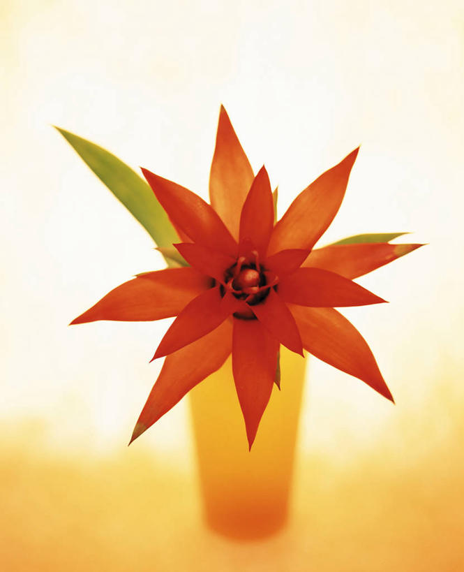 无人,竖图,室内,特写,白天,正面,凤梨花,花瓶,橙色背景,阴影,盛开,反射,影子,陶瓷,陶瓷制品,花蕾,花,花瓣,花朵,鲜花,一朵,一个,红色,瓶子,花苞,花蕊,摄影,影棚,单个,完美,观赏凤梨,菠萝花,彩图,影棚拍摄,拍摄