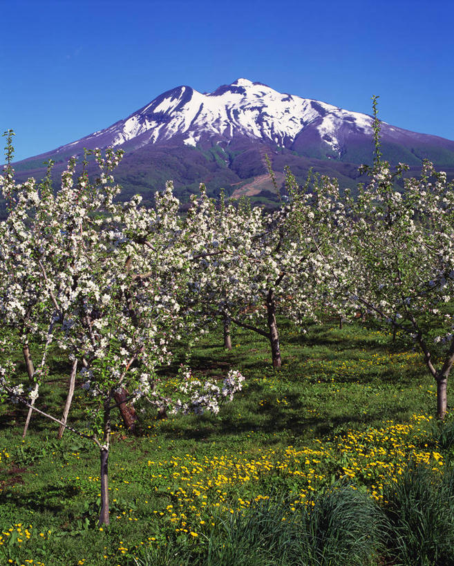 无人,竖图,室外,白天,正面,旅游,度假,草地,草坪,花海,花圃,美景,山,雪,雪山,植物,大雪,叶子,日本,亚洲,许多,阴影,美白,盛开,光线,影子,冰,积雪,景观,山峰,雪景,冬季,冬天,山峦,很多,花蕾,娱乐,草,花,花瓣,花朵,花卉,鲜花,树,树木,粉色,蓝色,绿色,蓝天,天空,阳光,自然,花丛,花束,花田,天,花苞,花蕊,享受,休闲,景色,放松,寒冷,清热,生长,晴朗,成长,冰冷,清香,自然风光,苹果花,陷阱,东亚,本州,万里无云,本州岛,日本国,青森,青森县,东北地方,严寒,解毒,明目,冰凉,酷寒,凛冽,凛凛,极冷,弘前,弘前市,晴空,晴空万里,彩图,岩木山