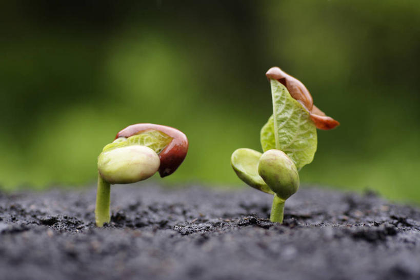 无人,横图,室外,特写,白天,正面,爱情,美景,叶子,两片,阴影,生气,朦胧,模糊,光线,影子,景观,泥土,土壤,红豆,绿叶,相思豆,幼苗,绿色,阳光,自然,嫩芽,嫩叶,景色,活力,朝气,冬青,生机,希望,自然风光,相思,新苗,叶,叶片,彩图