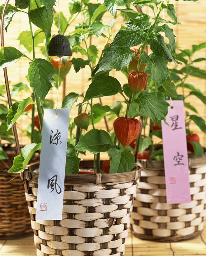 无人,竖图,室内,白天,正面,植物,叶子,许多,阴影,朦胧,模糊,反射,盆栽,纹理,影子,绿叶,盆景,很多,三个,绿色,自然,嫩叶,生长,成长,冬樱花,肌理,悸动,冬海棠,高盆樱,叶,叶片,叶脉,彩图